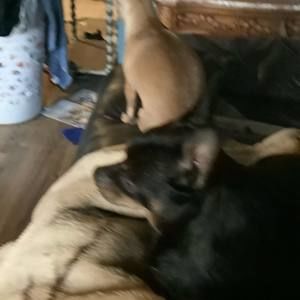 Meet your Posher, Bronc